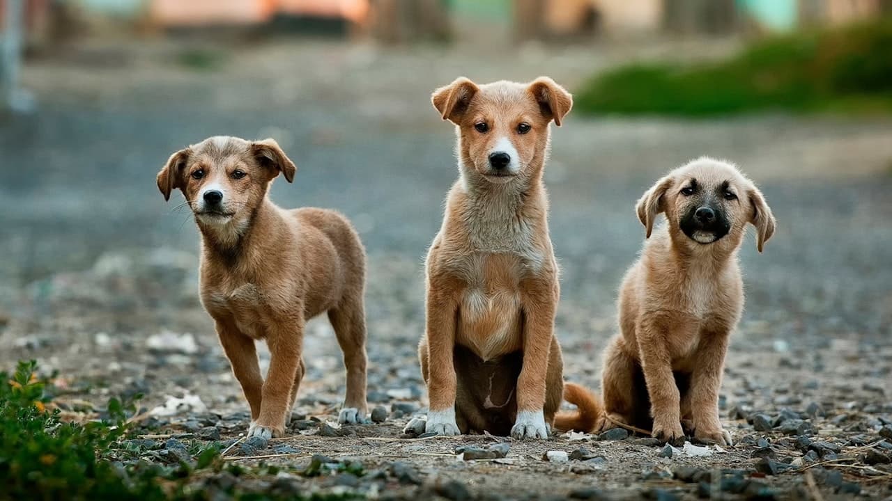 阿戈斯蒂娜·维加案唯一嫌犯家中杜高犬获救