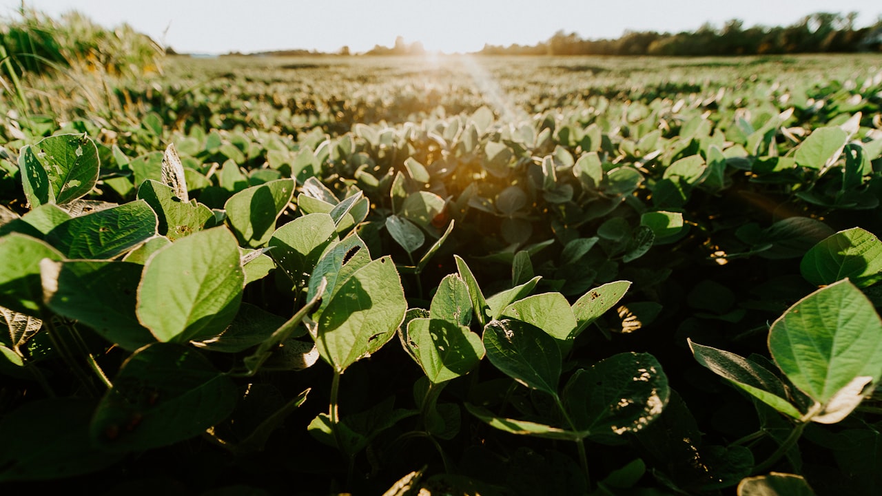 Campo de cultivo con plantas verdes bajo la luz del sol durante el atardecer.