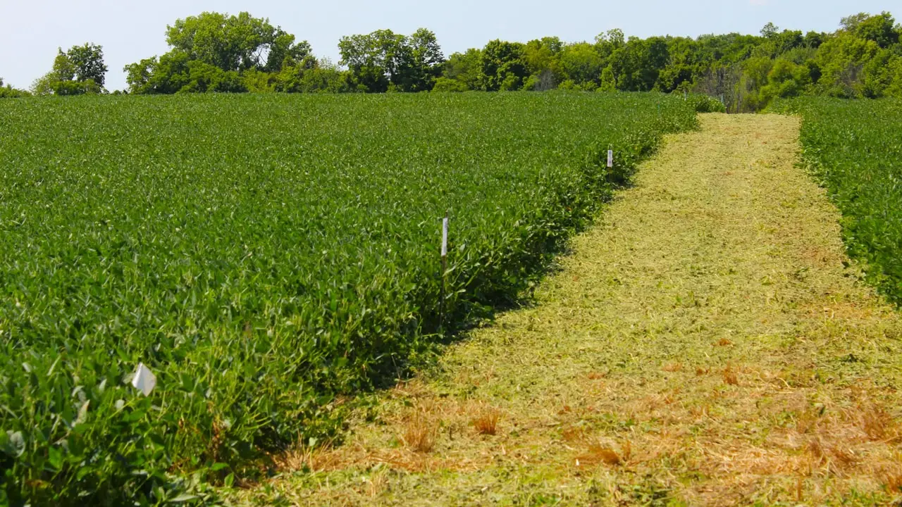 Auge exportador: Alfalfa argentina crece 92% en el primer trimestre