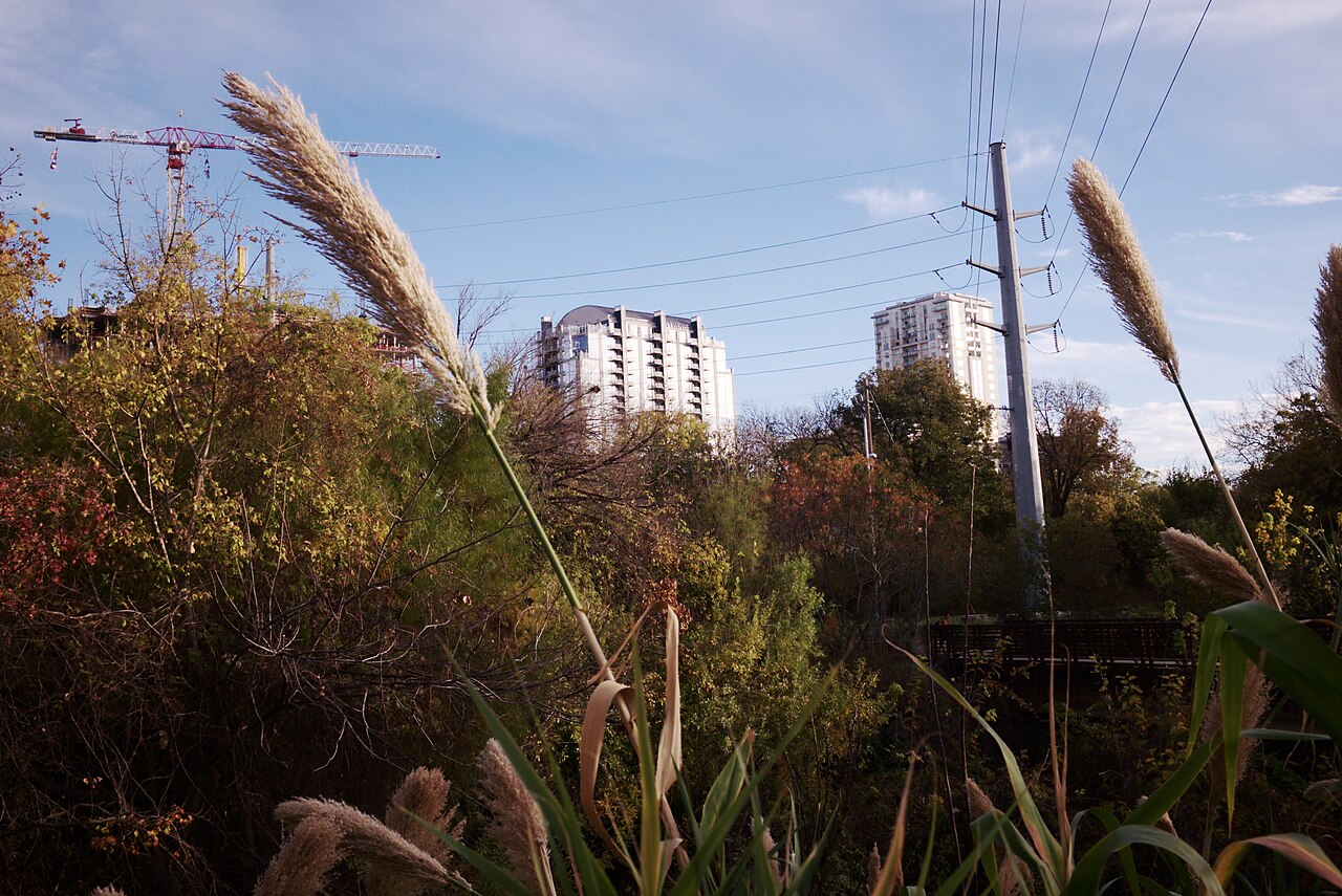 Vegetación silvestre y altos edificios urbanos bajo un cielo despejado en Austin