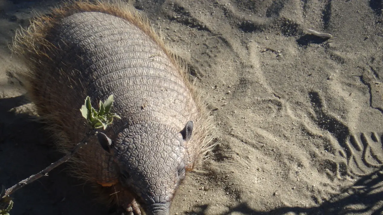 Aumento de Hantavirus en Argentina: Infectóloga Detalla Causas y Prevención