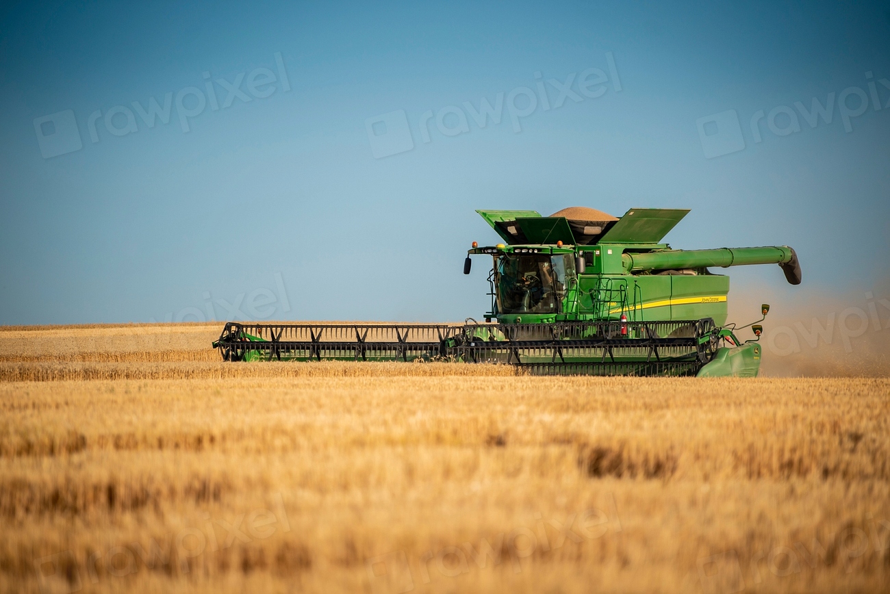 Cosechadora trabajando en un campo de trigo dorado durante una jornada de trabajo agrícola.