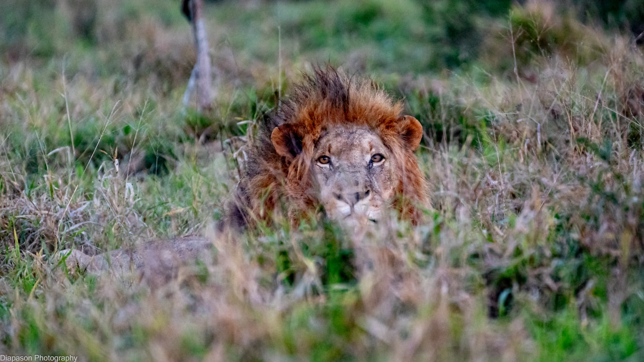 Argentina traslada a 30 grandes felinos a santuarios en el exterior
